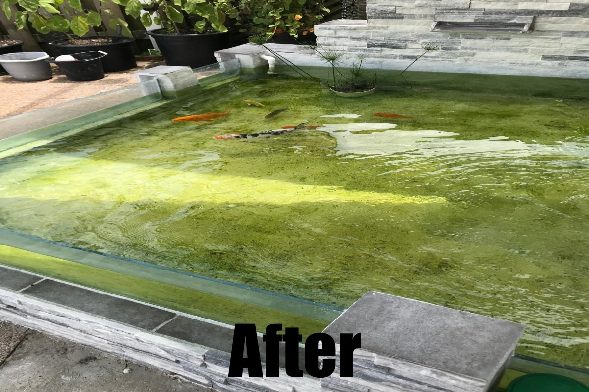 Compare SUN CUV-136 Aquarium UV Sterilizer and Clarifier After Image